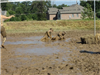 Participants Rolling Around in the Mud