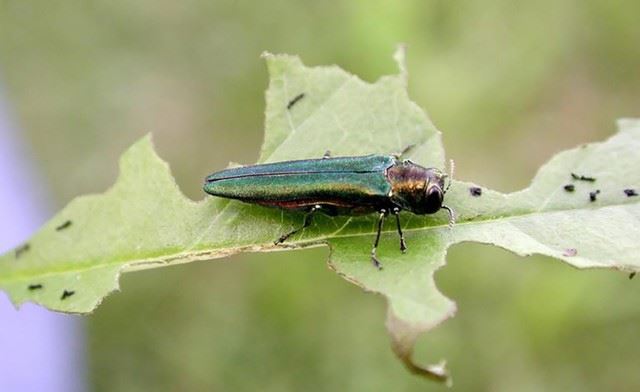 Emerald Ash Borer