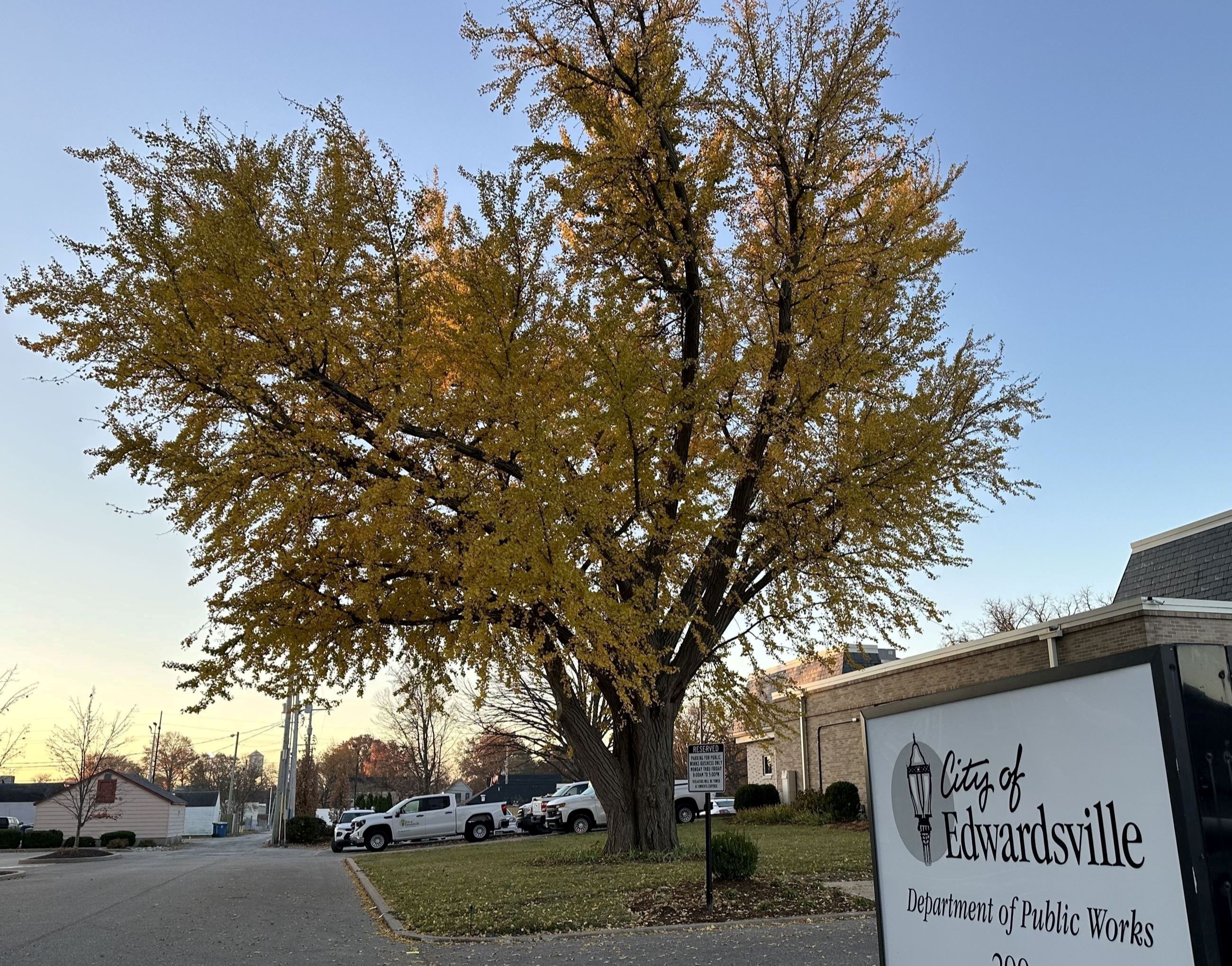 Public Works Ginkgo photo taken in 2023