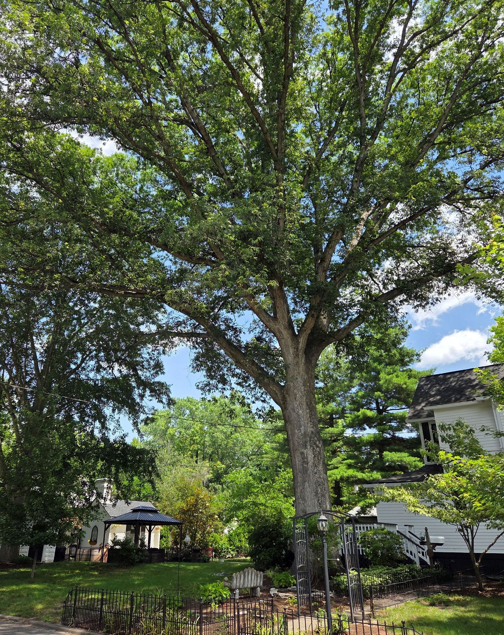 White oak tree stands tall in yard at 829 St. Louis Street