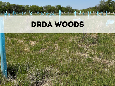 Drda Woods photo for website
